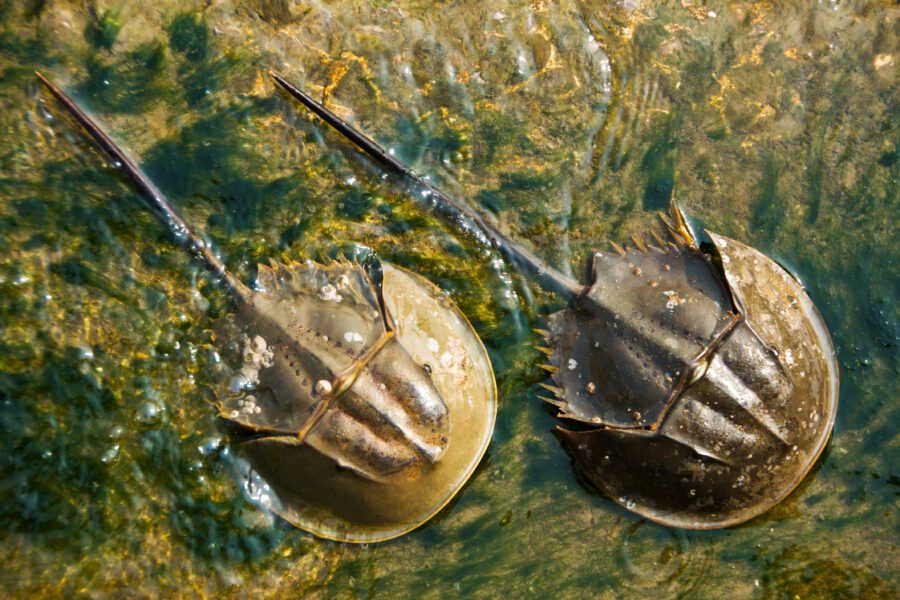 Horseshoe crabs swim in a pair | Shutterstock