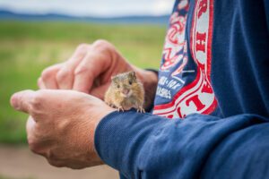 An endangered preble’s meadow jumping mouse (Zapus hudsonius preblei) is captured during a population survey. Before the mouse was released, a small skin sample was collected as part of our new biobanking program.