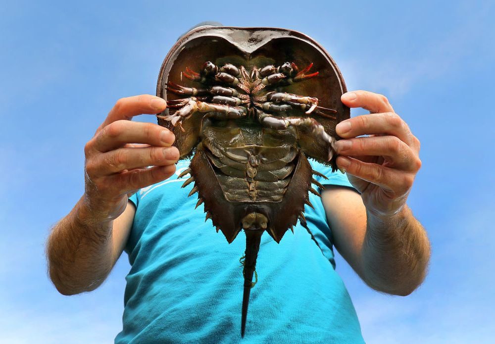 Mass Audubon's science coordinator Mark Faherty examines a horseshoe crab in Pleasant Bay, where he has conducted research on them for years. John Tlumacki/The Boston Globe via Getty Images