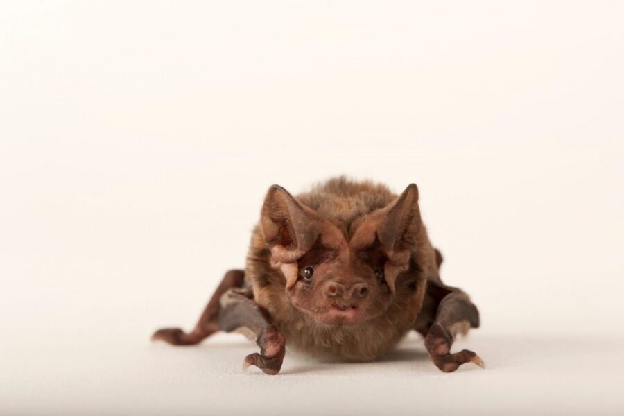 A critically endangered Florida bonneted bat | Shutterstock