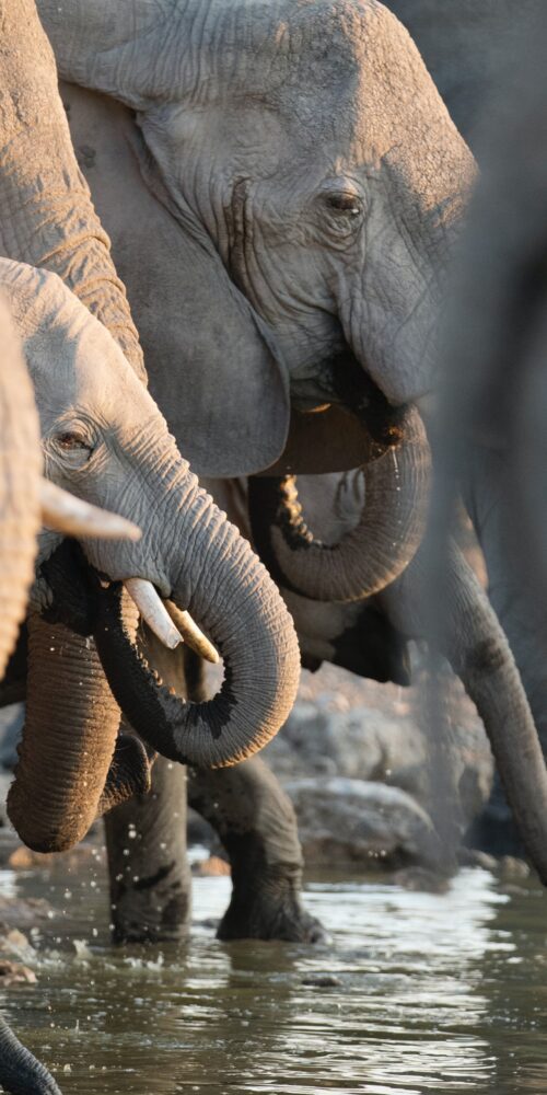Elephants | Getty