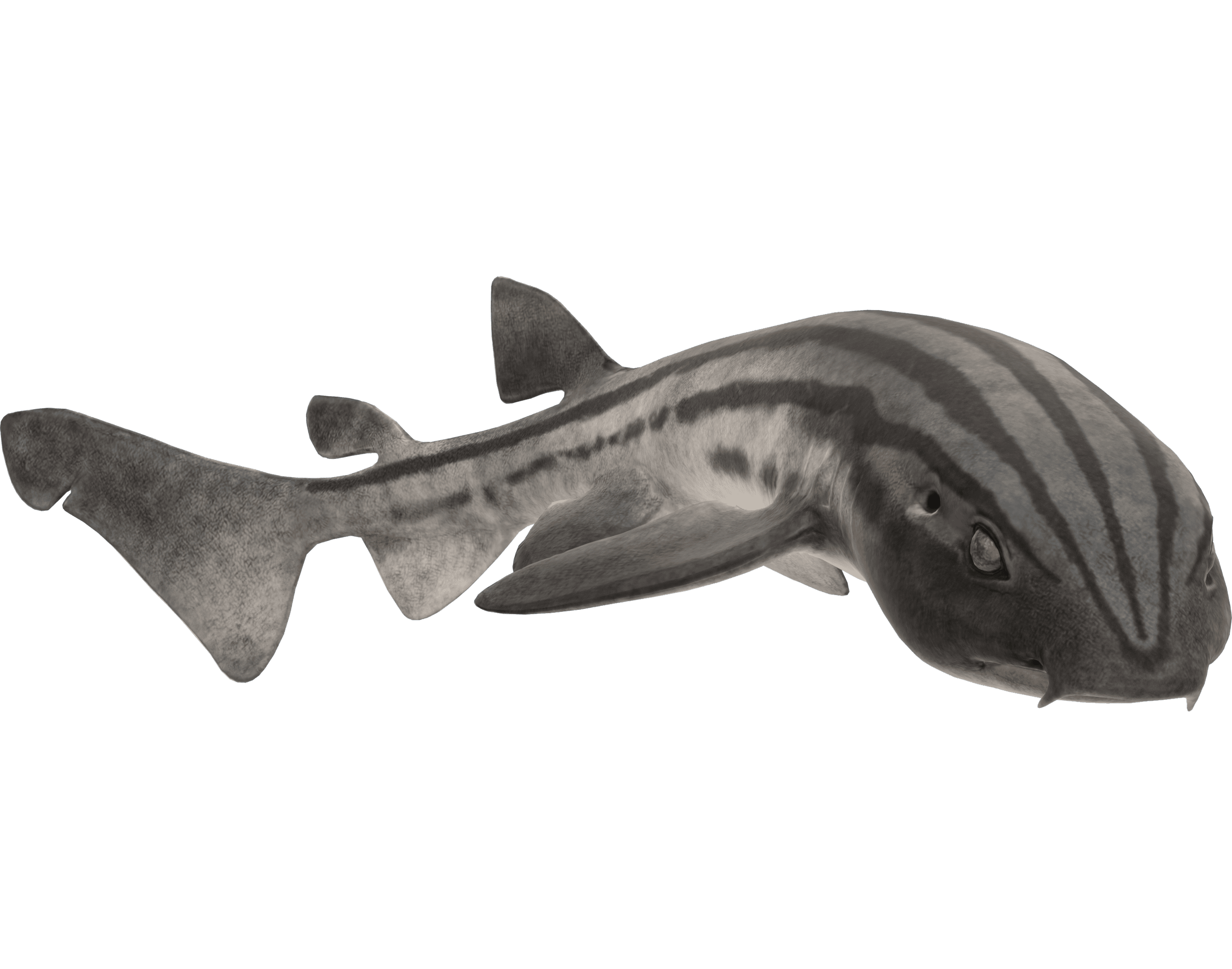 Pyjama shark (Poroderma africanum) | Shutterstock