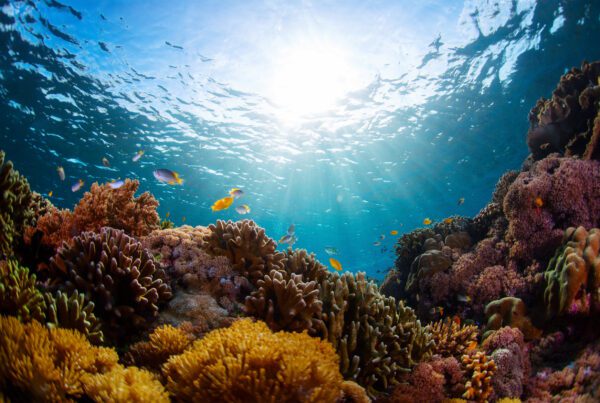Coral shot underwater | Shutterstock