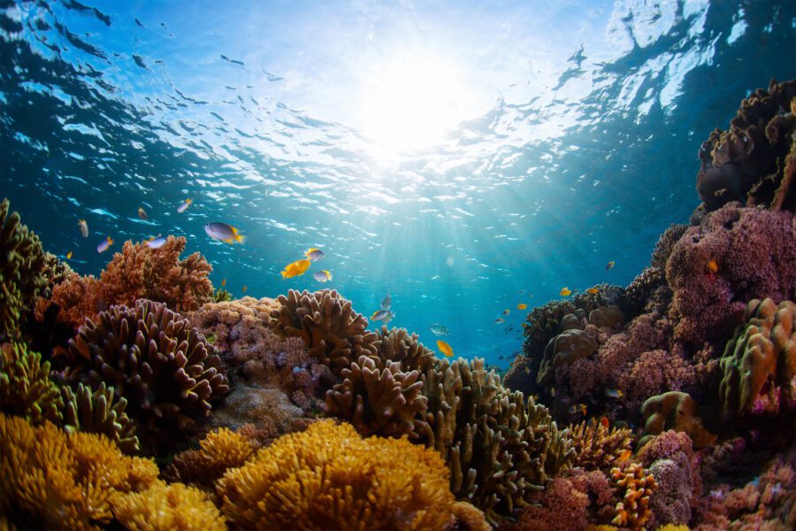 Coral shot underwater | Shutterstock
