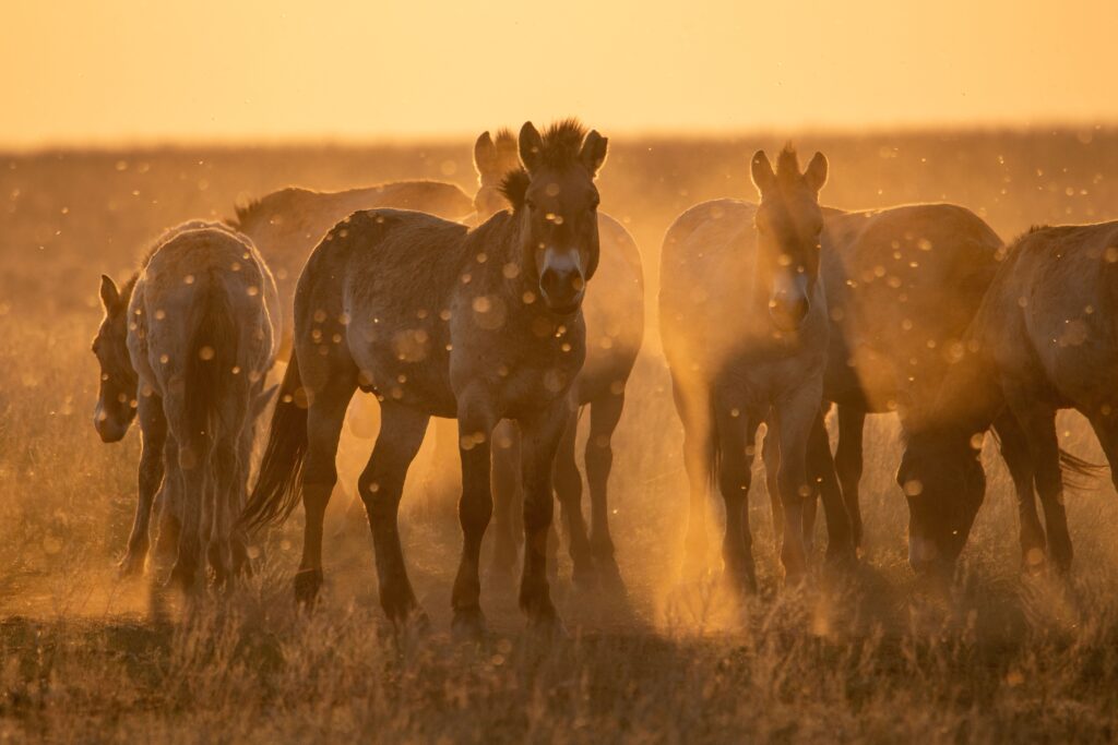 Wild Przewalski's horses. A rare and endangered species originally native to the steppes of Central Asia. Reintroduced at the steppes of South Ural | Shutterstock