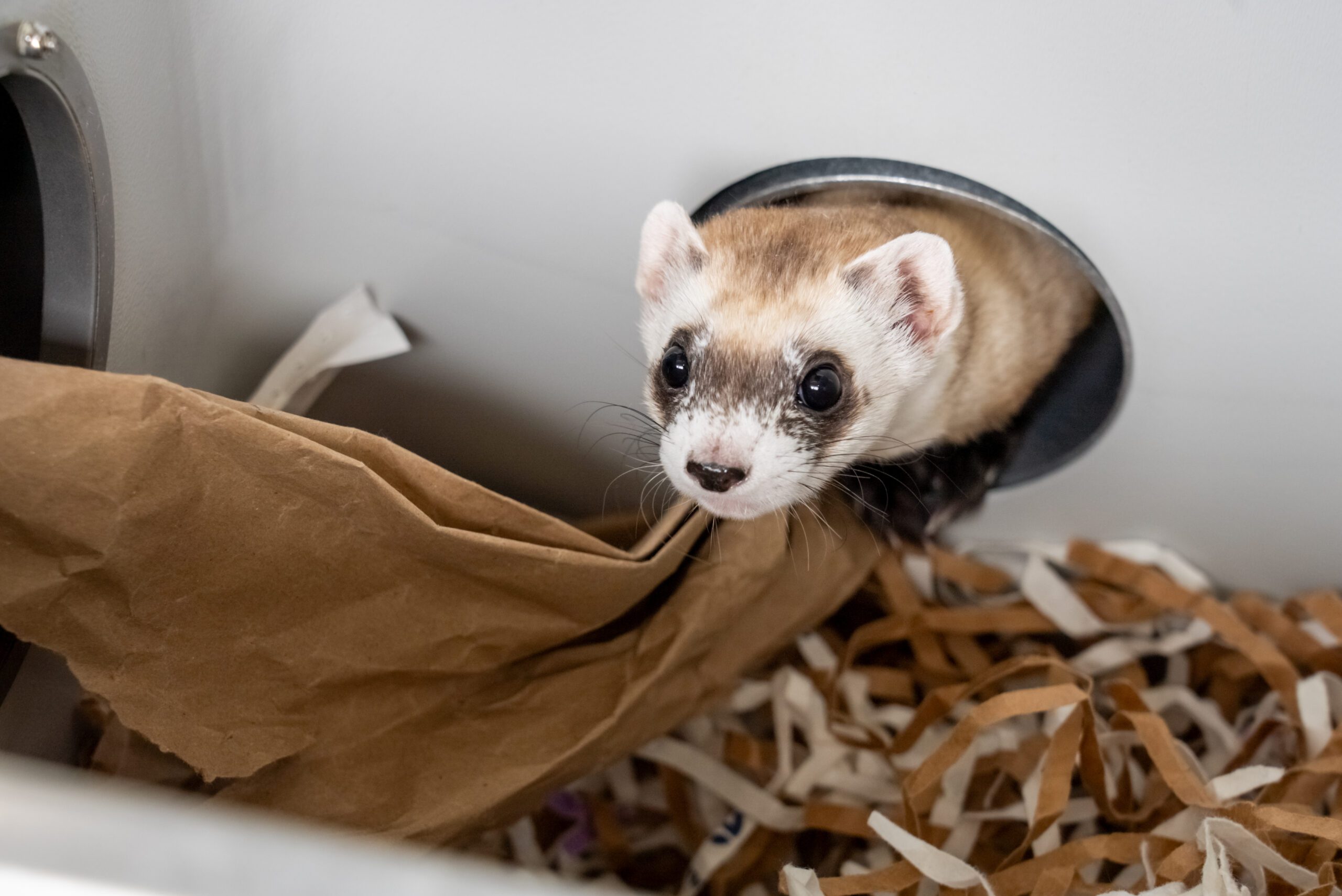 Cloned black-footed ferret, Noreen, hides in her "burrow" at the National Black-Footed Ferret Conservation Center | Kika Tuff, Revive & Restore