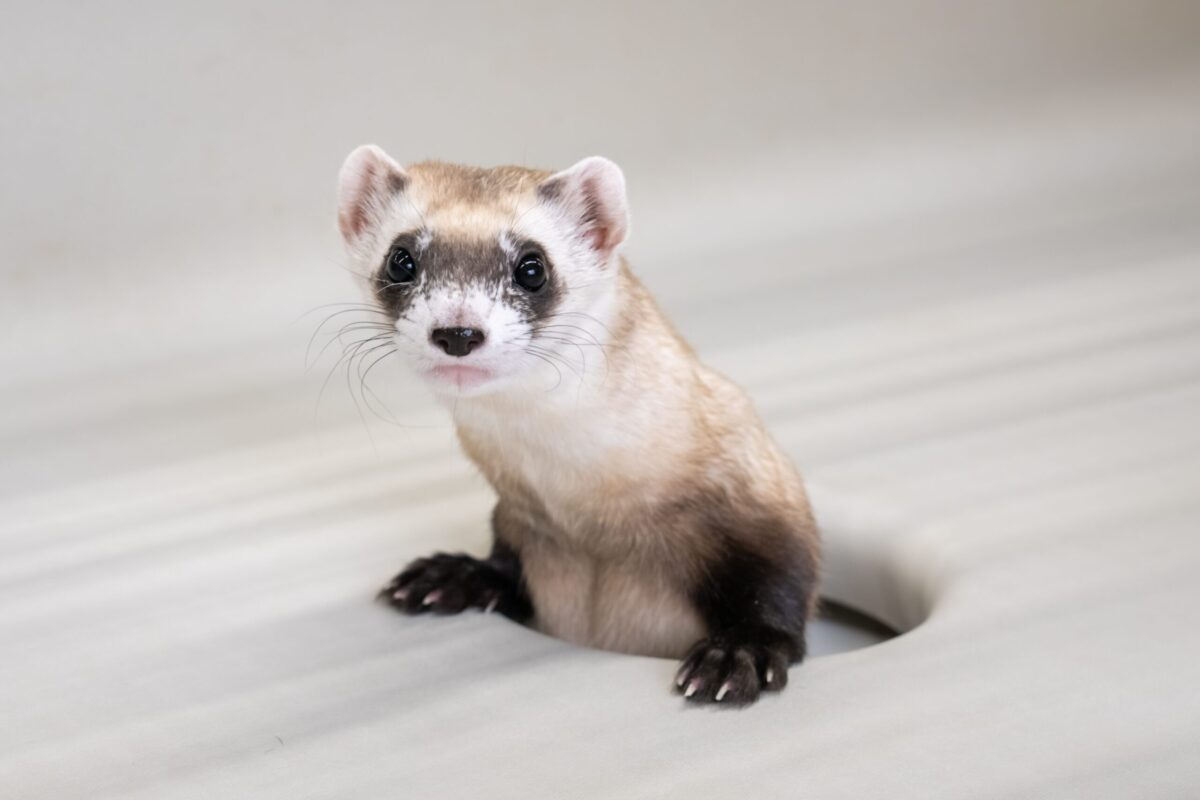 Cloned black-footed ferret Noreen at the National Black-Footed Ferret Conservation Center | Kika Tuff, Revive & Restore