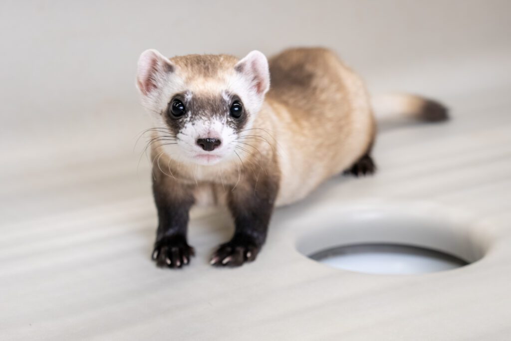 New cloned black-footed ferret, Noreen, at the National Black-Footed Ferret | Kika Tuff, Revive & Restore