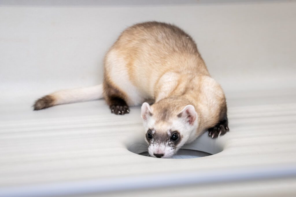 Cloned black-footed ferret, Noreen, emerges from her "burrow" at the National Black-Footed Ferret Conservation Center | Kika Tuff, Revive & Restore