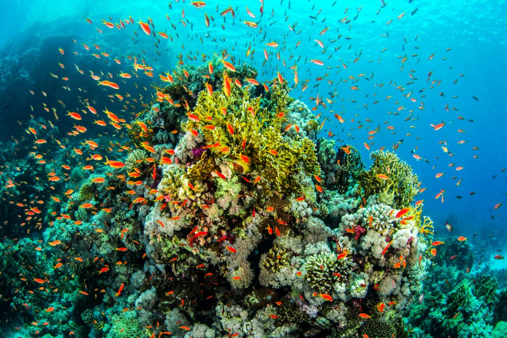 Healthy coral reef | Getty images