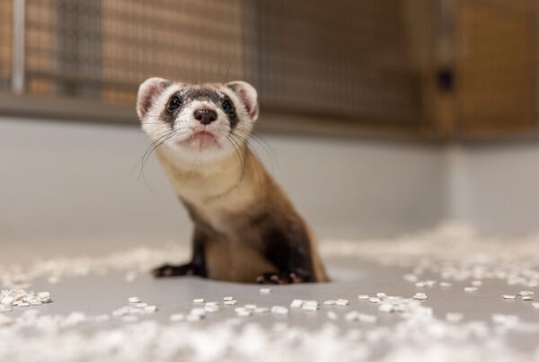 Cloned black-footed ferret Antonia at the Smithsonian’s National Zoo & Conservation Biology Institute | Smithsonian