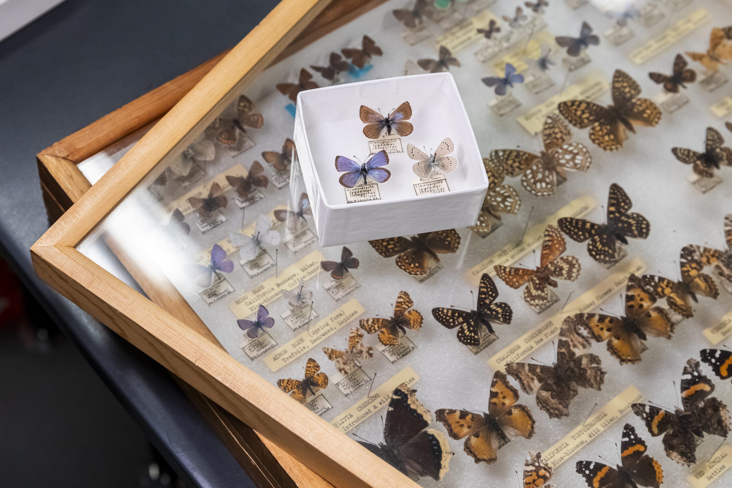 The extinct Xerces Blue butterfly (G. xerces) from the insect collection at the Center Comparative Genomics | California Academy of Sciences