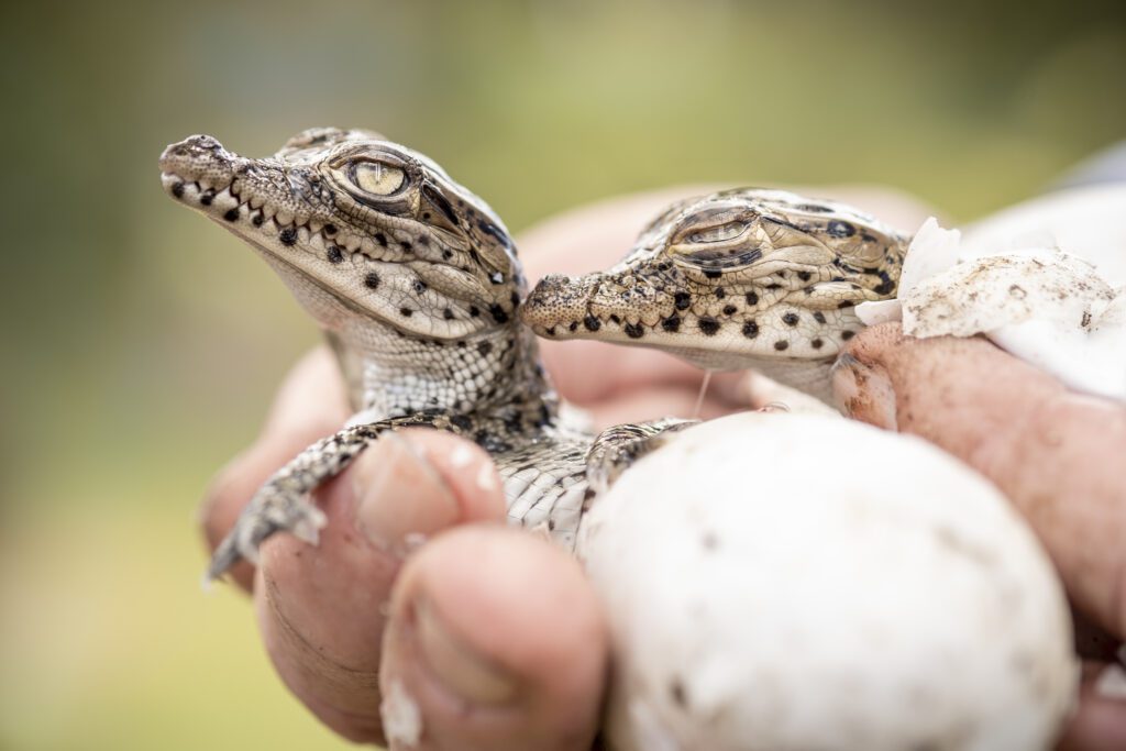 Cuban Crocodile hatchings in the Zapata Swamp | Re:Wild
