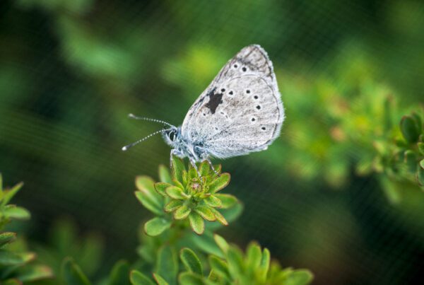 Silvery Blue butterflies (Glaucopsyche lygdamus)—the closest living relative of the extinct Xerces Blue butterfly (G. xerces) | California Academy of Sciences