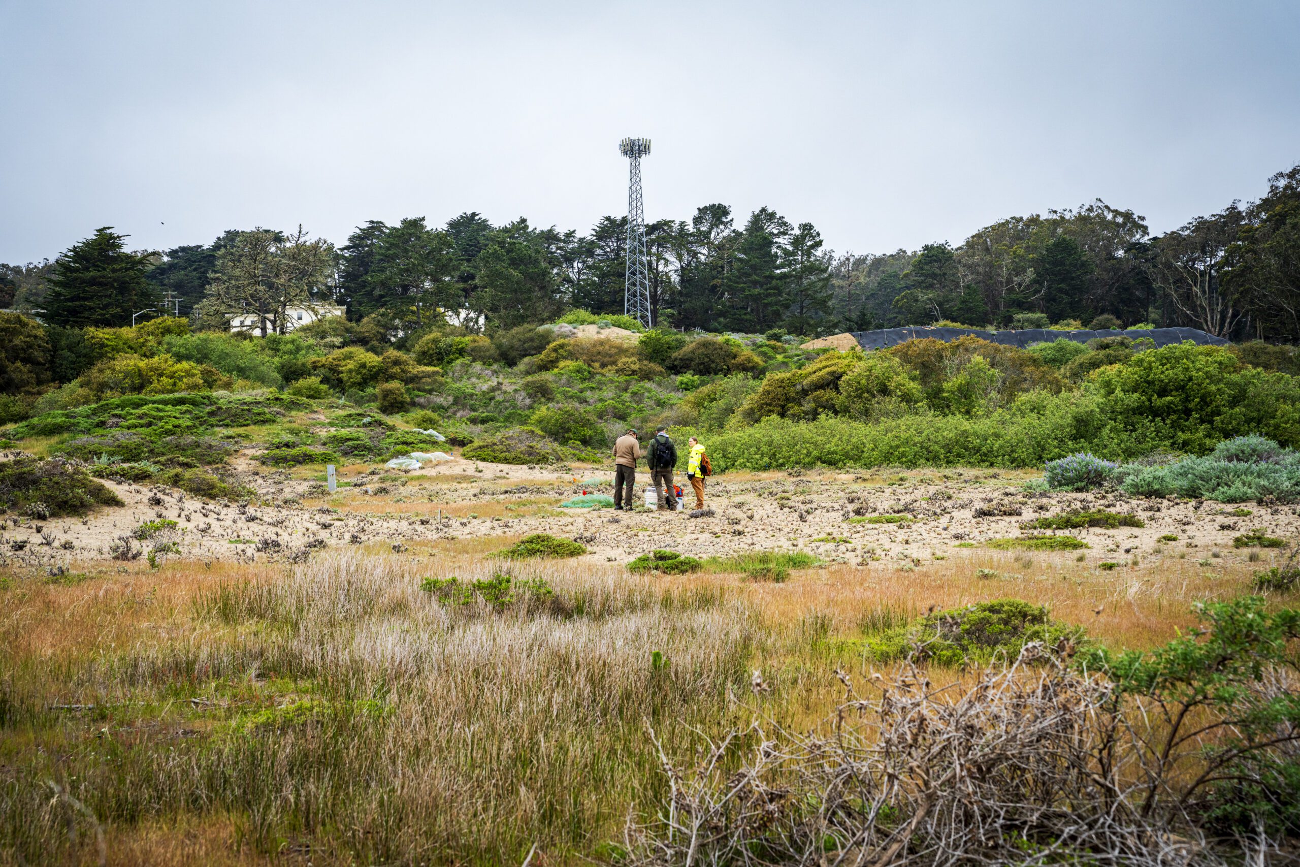 The butterfly’s successful release in San Francisco was made possible by the restoration of more than 50 acres of the Presidio’s dune habitat