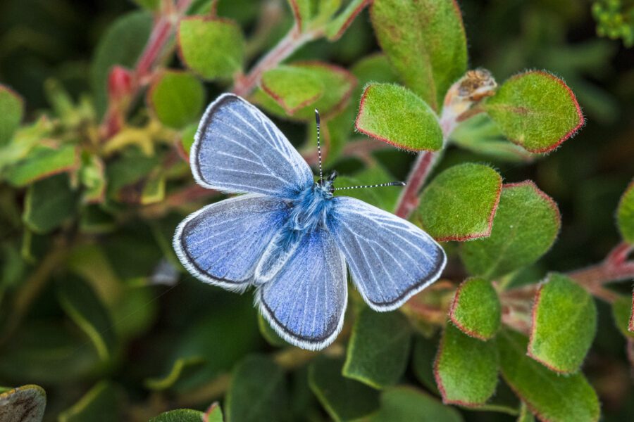 Silvery Blue butterfly (Glaucopsyche lygdamus)—the closest living relative of the extinct Xerces Blue butterfly (G. xerces)—released in the sand dunes of the Presidio in California in 2024.