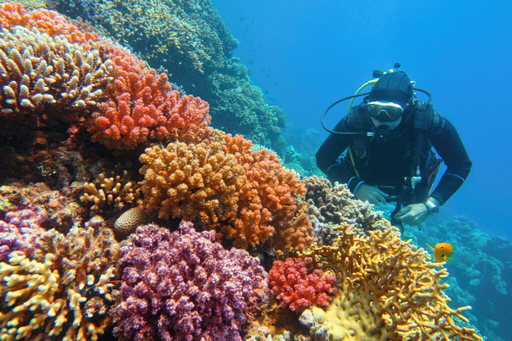 Scuba diver checks coral underwater | Shutterstock