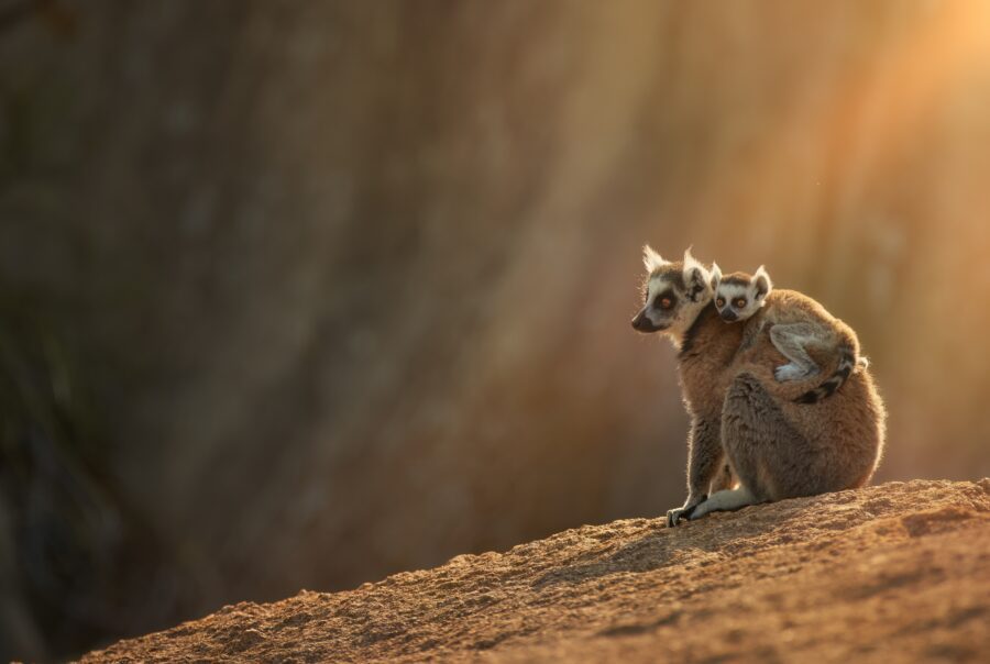 Ring-tailed lemur, Lemur catta, female with baby sitting on granite rock, backlit by morning sun.