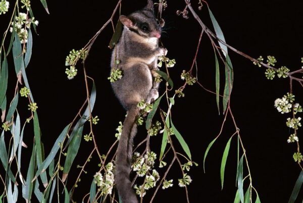 Leadbeater's possum (Gymnobelideus leadbeateri) | Alamy