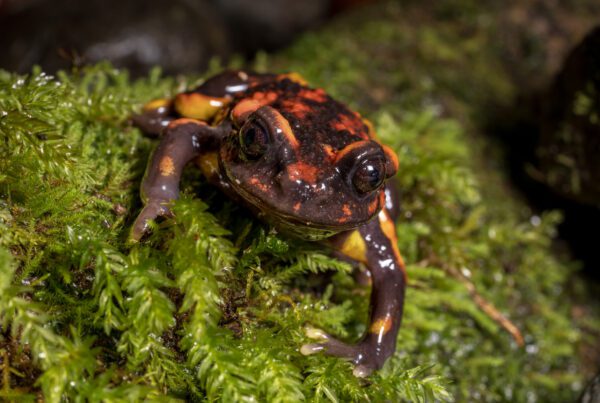 A team of scientists discovered a rare Chile Mountains false toad, an elusive amphibian endemic to Chilean forests. They collected DNA samples for genomic analysis to support conservation efforts and investigate potential skin toxins.