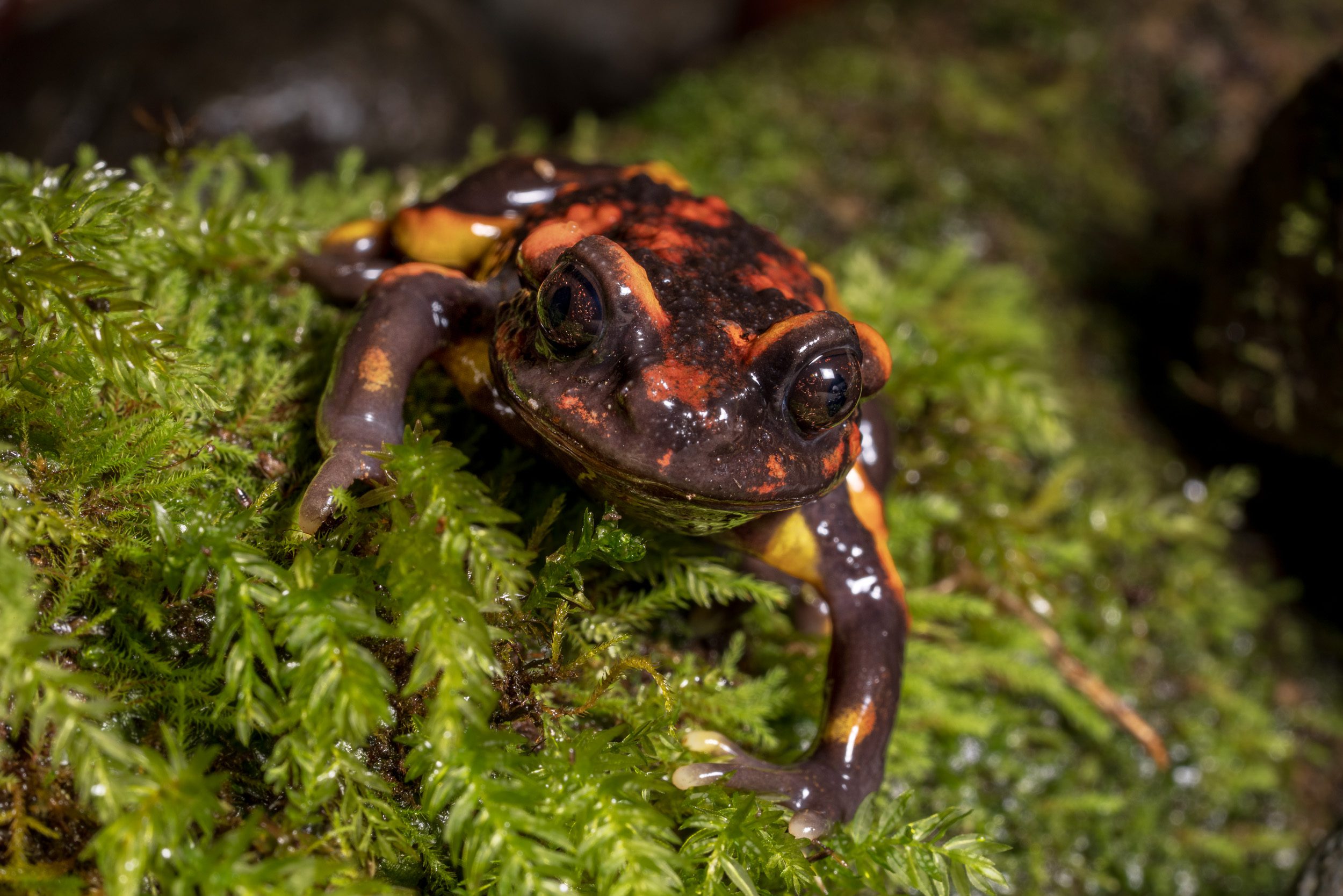 A team of scientists discovered a rare Chile Mountains false toad, an elusive amphibian endemic to Chilean forests. They collected DNA samples for genomic analysis to support conservation efforts and investigate potential skin toxins.