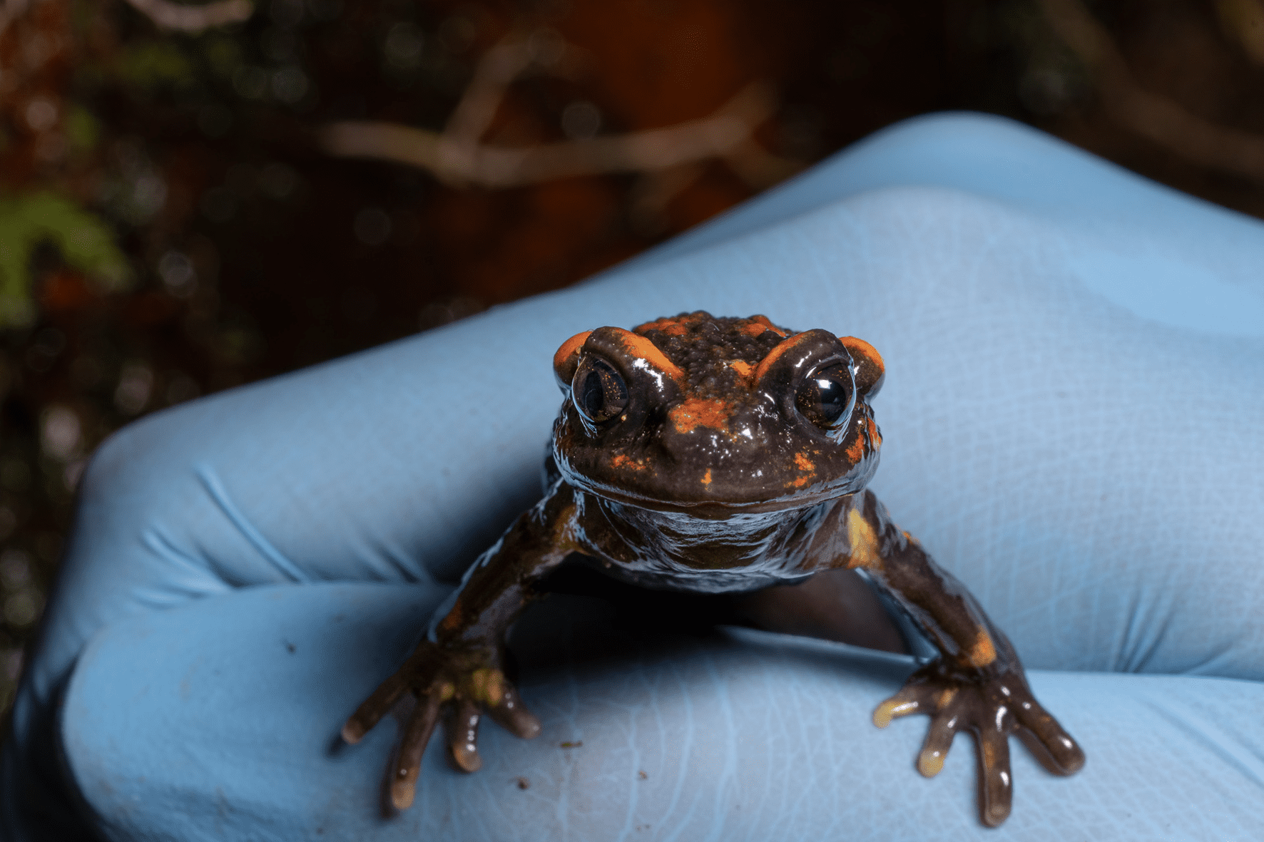 Chile Mountains false toad (Telmatobufo venustus) | Giovanni Lo Curto