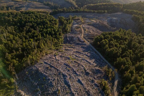 An aerial view shows Reumén native forest threatened by the wood industry and wind turbine projects. The remaining forest, about the size of three football fields, retains water, maintains vital humidity levels, and helps prevent fires during the dry season.