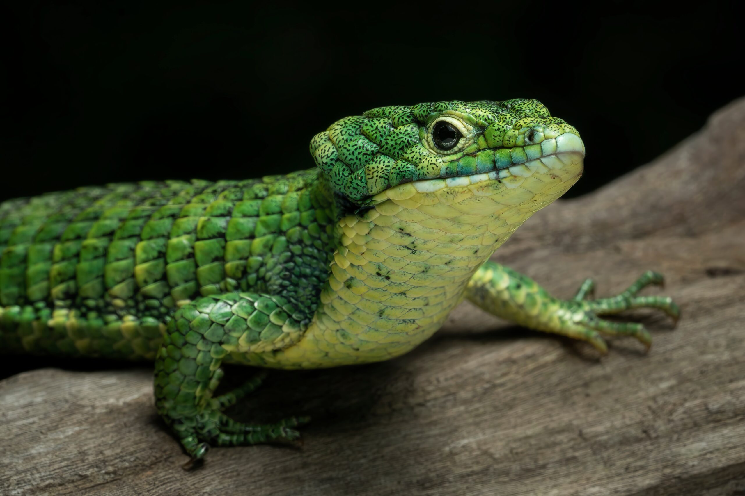 The,Mexican,Alligator,Lizard,(abronia,Graminea),,Or,Green,Arboreal ...