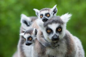 Ring-tailed lemur, endangered species | shutterstock