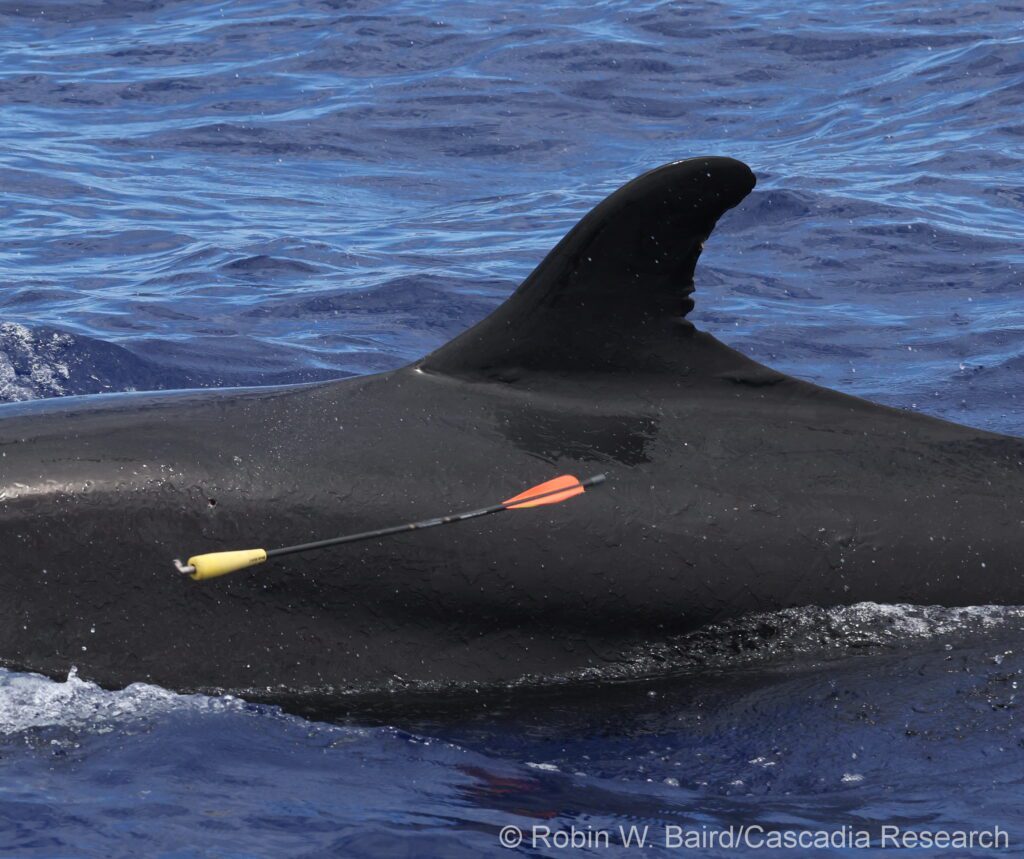 A biopsy dart just after it hit the side of a false killer whale from the endangered main Hawaiian Islands population, taking a small skin plug. (Credit: Robin Baird, taken under NMFS Permit 26596)