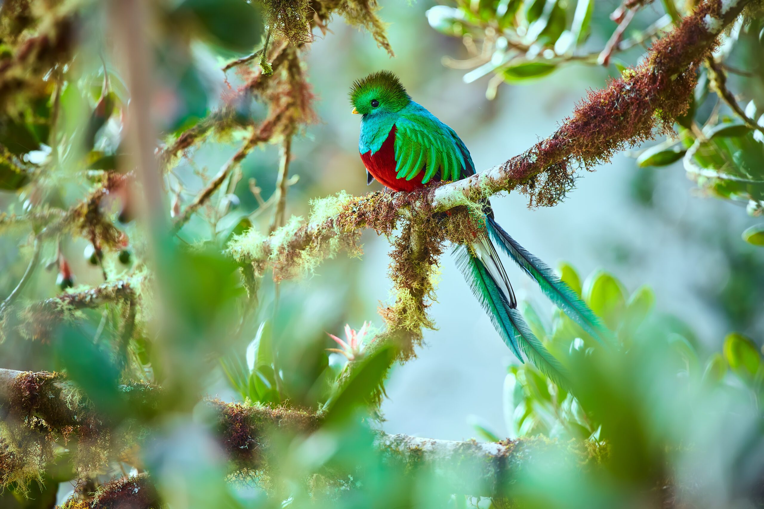 The most beautiful bird of Central America. Resplendent quetzal (Pharomachrus mocinno) Sitting ma branches covered with moss. Beautiful green quetzal with red belly | Adobe Stock