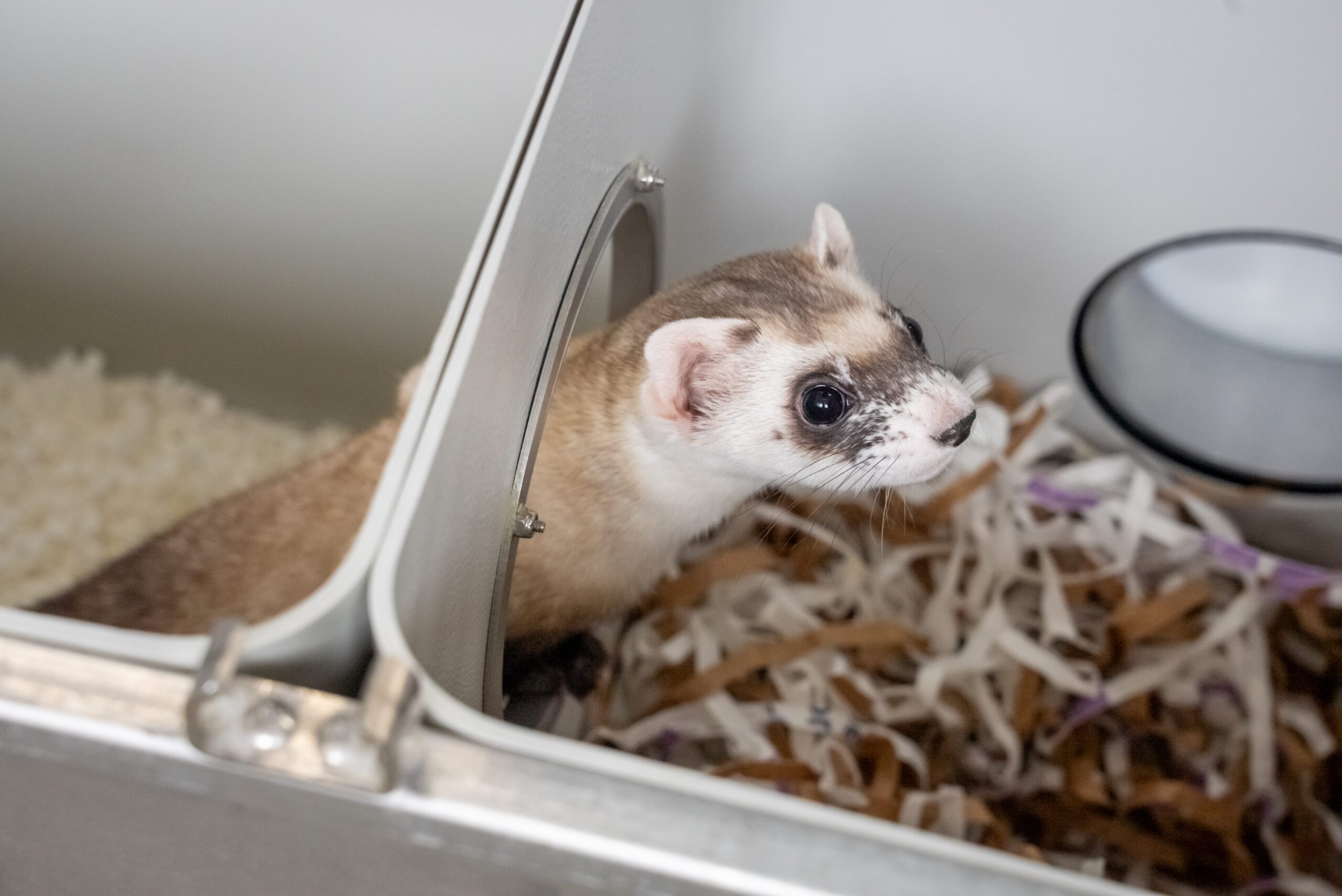 In 2020, Revive & Restore announced the world’s first cloned black- ViaGen Pets & Equine footed ferret, Elizabeth Ann (pictured here). Our goal is to restore lost genetic diversity in the living population of ferrets | Kika Tuff