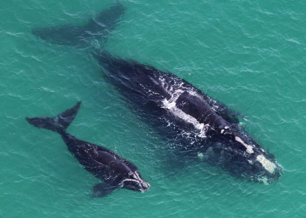 A North Atlantic right whale and its calf. Credit: Clearwater Marine Aquarium Research Institute, taken under NOAA permit #20556-01