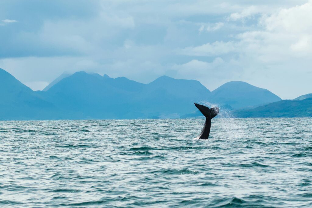 Whale tail | Unsplash