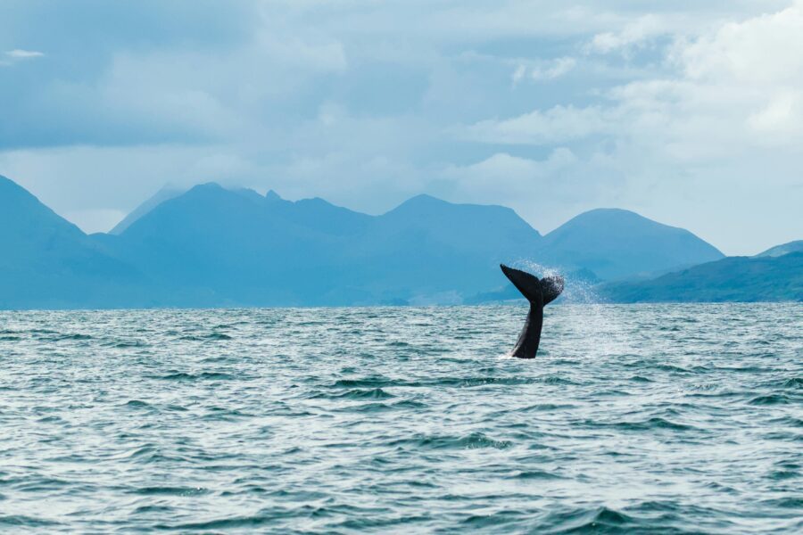 Whale tail | Unsplash