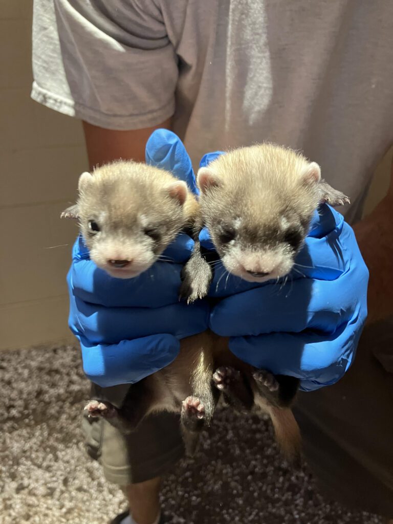 Black-footed ferret Antonia's 2 kits