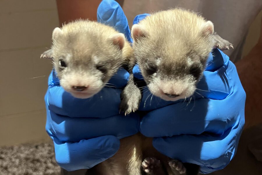 Black-footed ferret Antonia's 2 kits